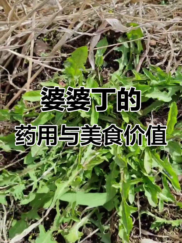 婆婆丁:东北的野菜宝藏,清热解毒又美味