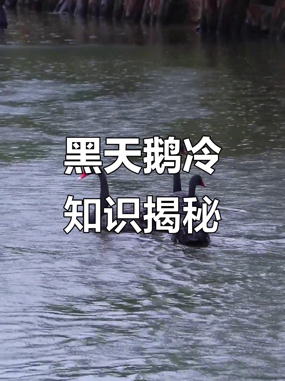 黑天鹅的秘密:你不知道的爱情与饮食