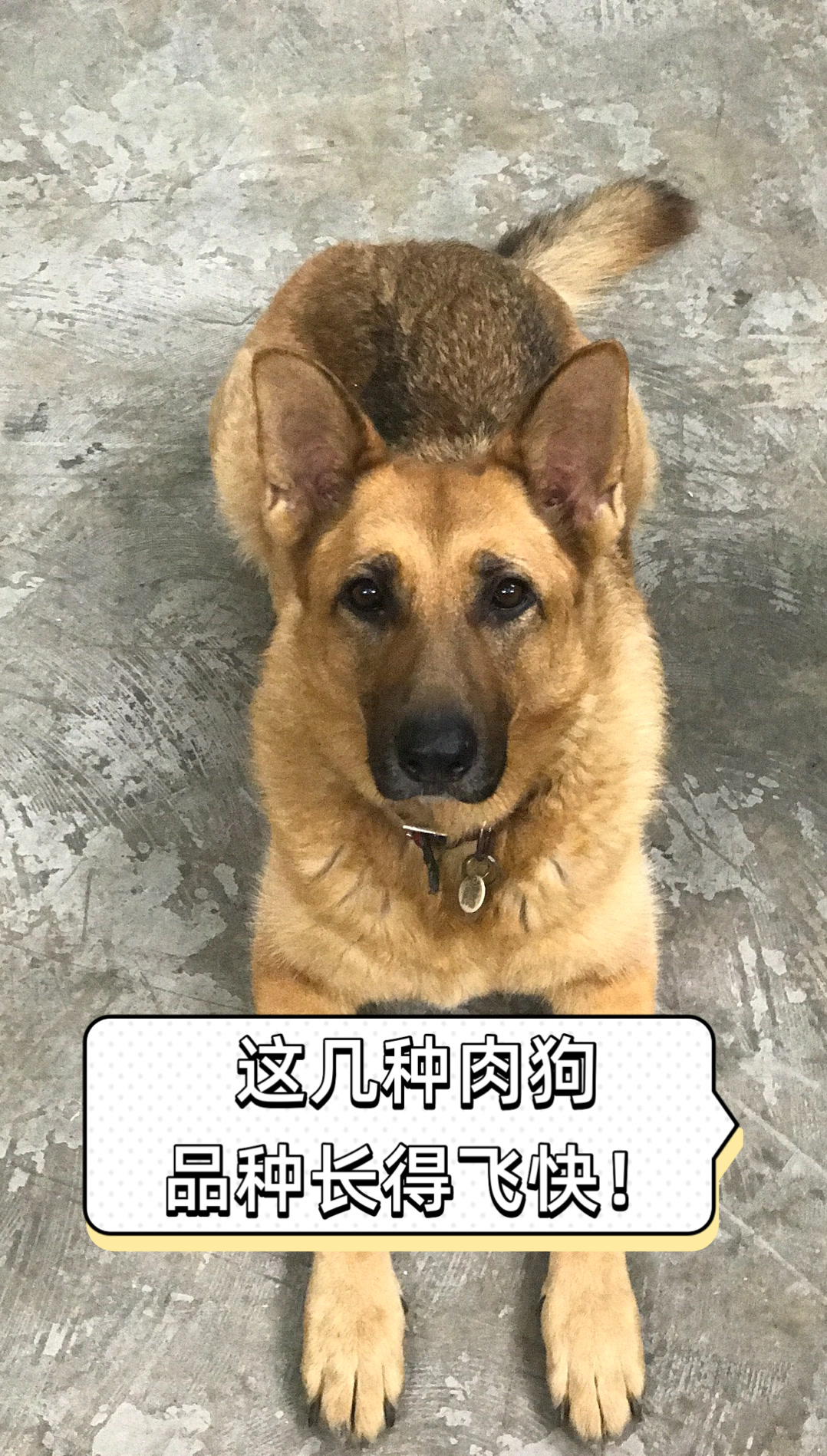 这几种肉狗品种长得飞快!