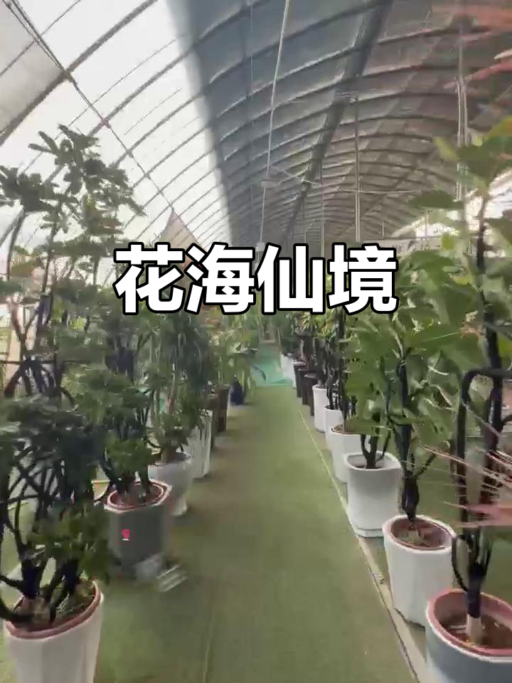 走进花海,绿意与花香扑面而来,每张照片都如画般美丽!