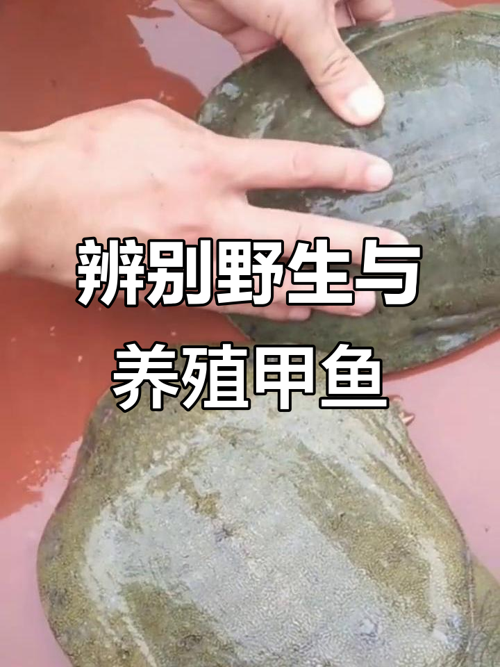 如何区分野生与养殖甲鱼？指甲、背部和腹部的关键特征揭秘