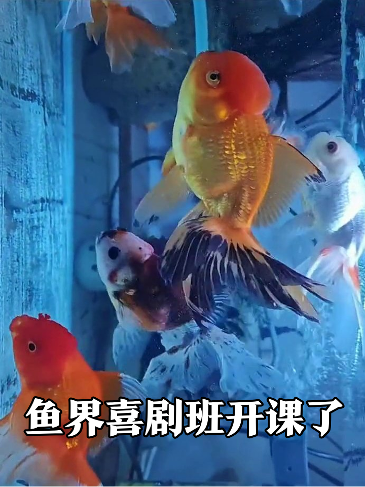 鱼界表情包大赛开幕!红帽寿星公与橙黄胖子比美抢镜