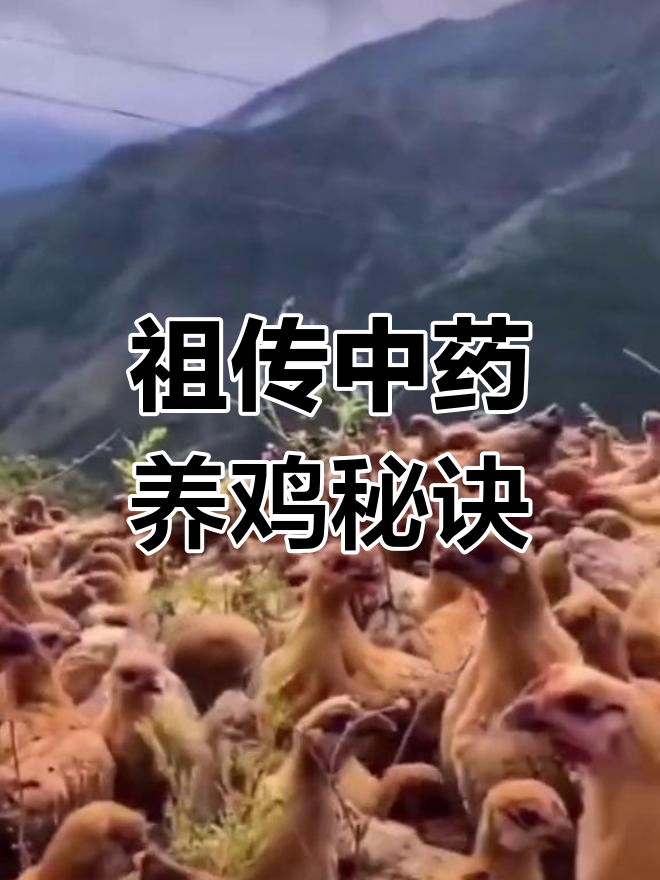 中药腌鸡法,提升免疫力