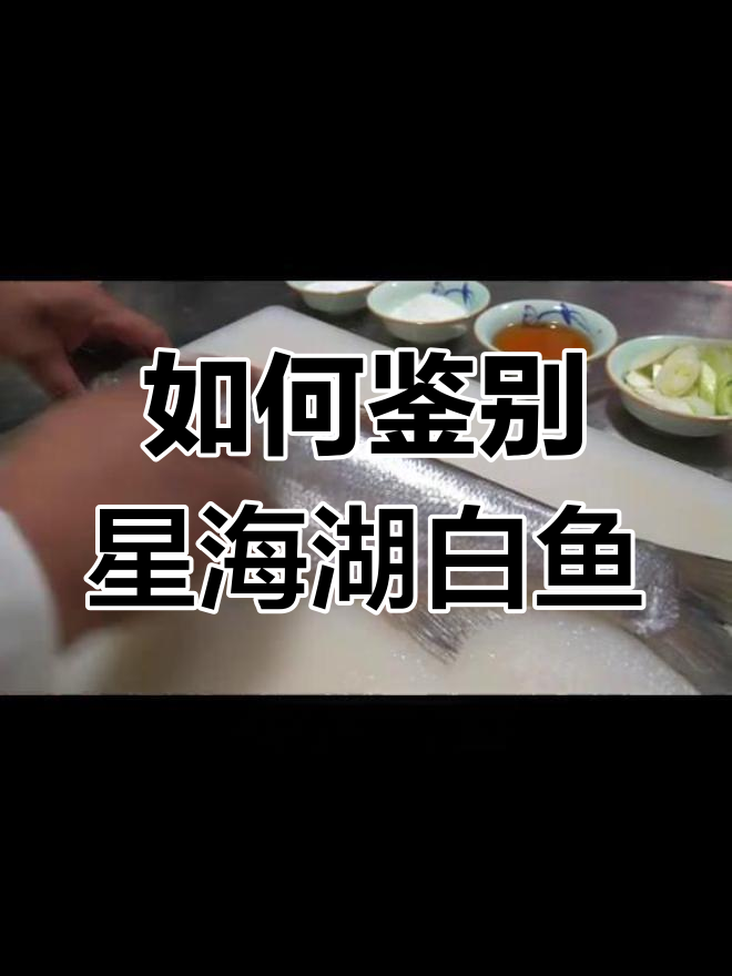 兴凯湖白鱼特征解析