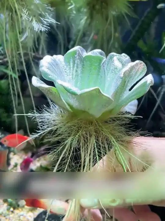 水芙蓉水葫芦水培水生水草植物净化水质水族庭院鱼塘造景微景观水芙蓉 水草