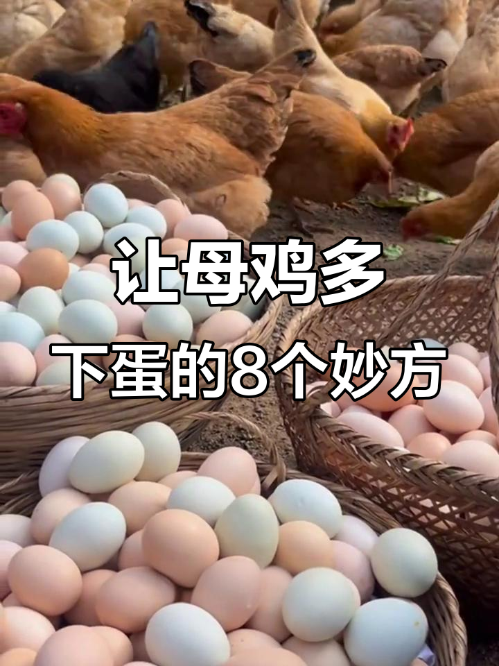 8个小技巧提升母鸡产蛋量,简单又实用
