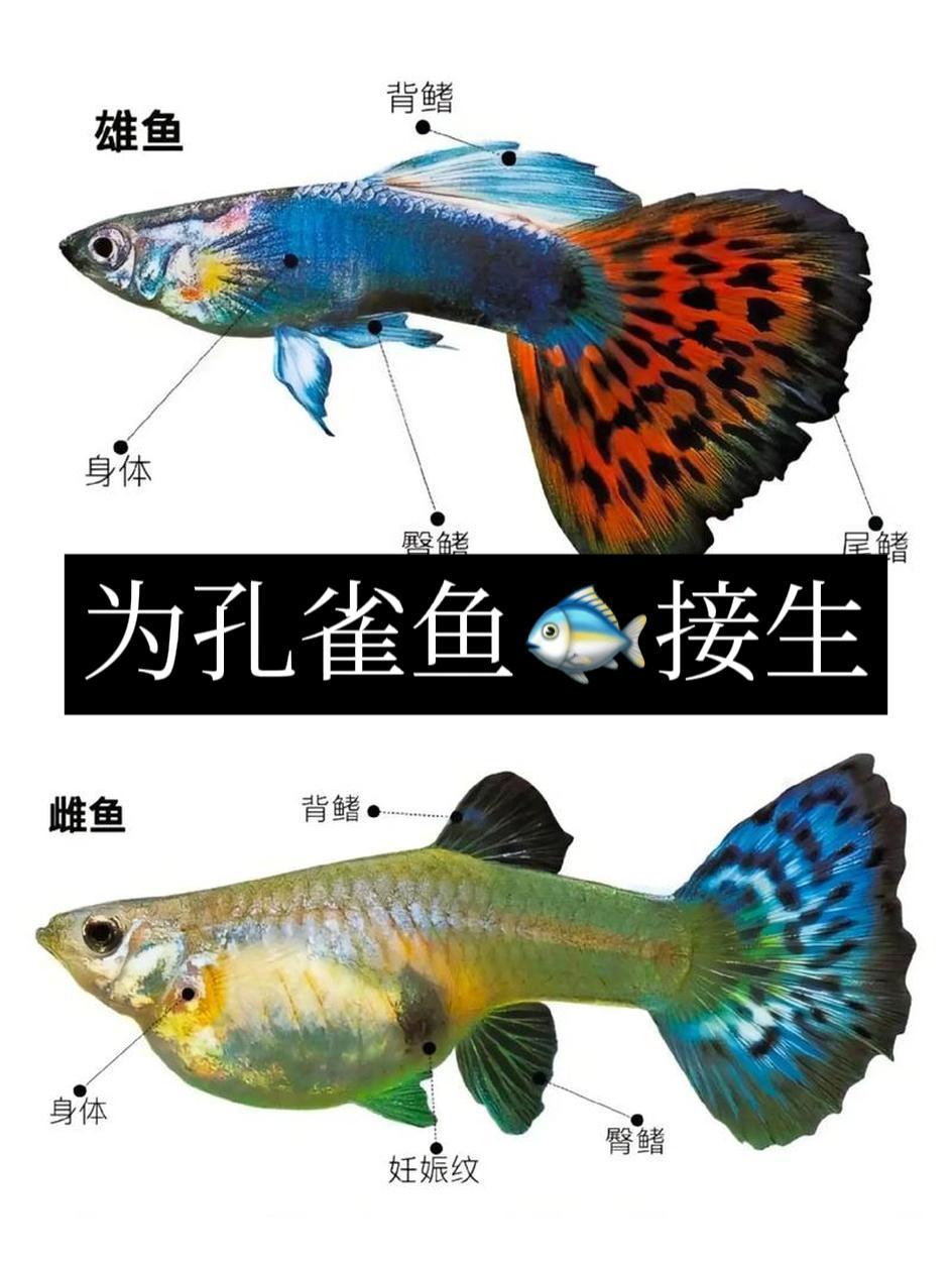 我的小孔雀鱼又生小鱼仔,你猜生多少只 养鱼日记 观赏鱼 养鱼人 鱼闻天下