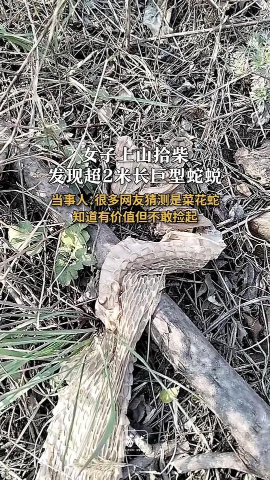 吓人!女子上山拾柴发现2米超长蛇蜕当事人:很多网友猜测是菜花蛇 知道有价值但不敢捡起