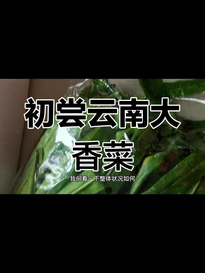 云南大香菜刺芫荽,口感如何?