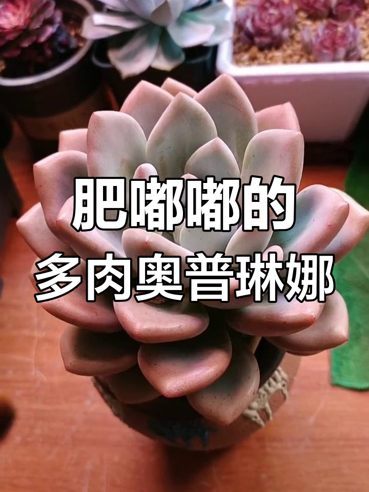 奥普琳娜:景天科风车石莲属的胖嘟嘟多肉,生长迅速超可爱