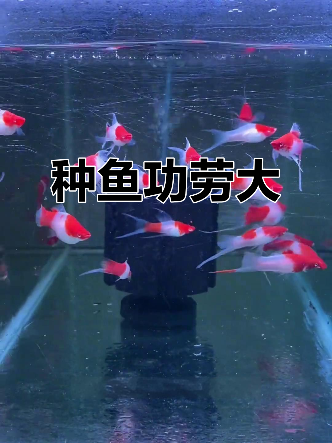 燕尾红白剑种鱼功不可没,十几条成就大事业