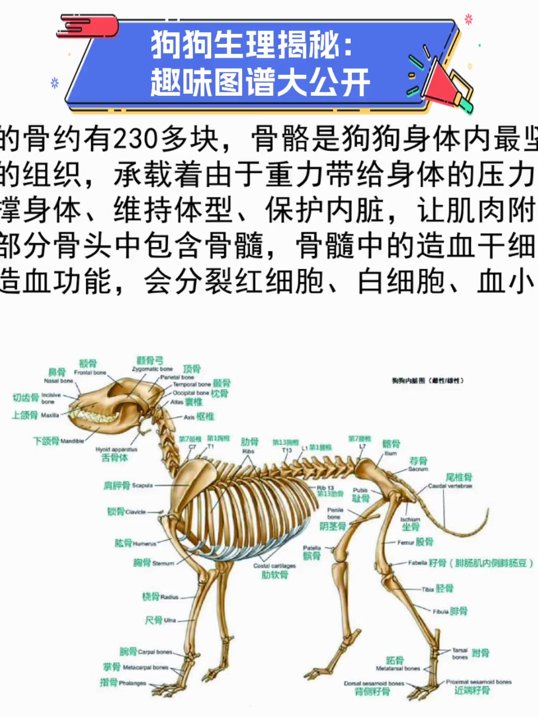狗狗生理揭秘:趣味图谱大公开