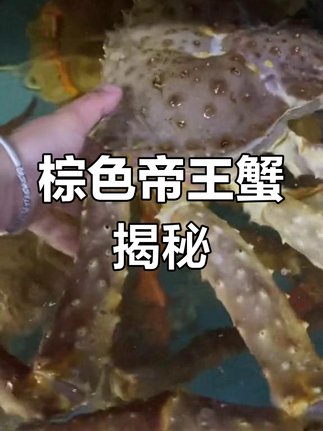 帝王蟹棕蟹,外形独特,价格却比红蓝更亲民