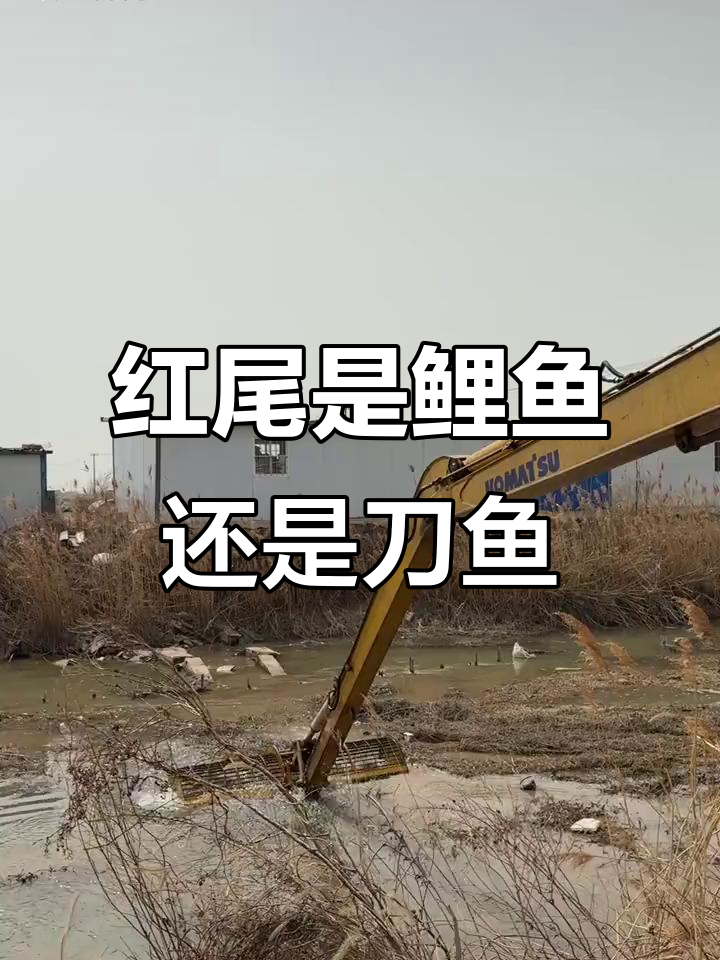 鲤鱼和刀鱼的混战,红尾巴到底是谁?
