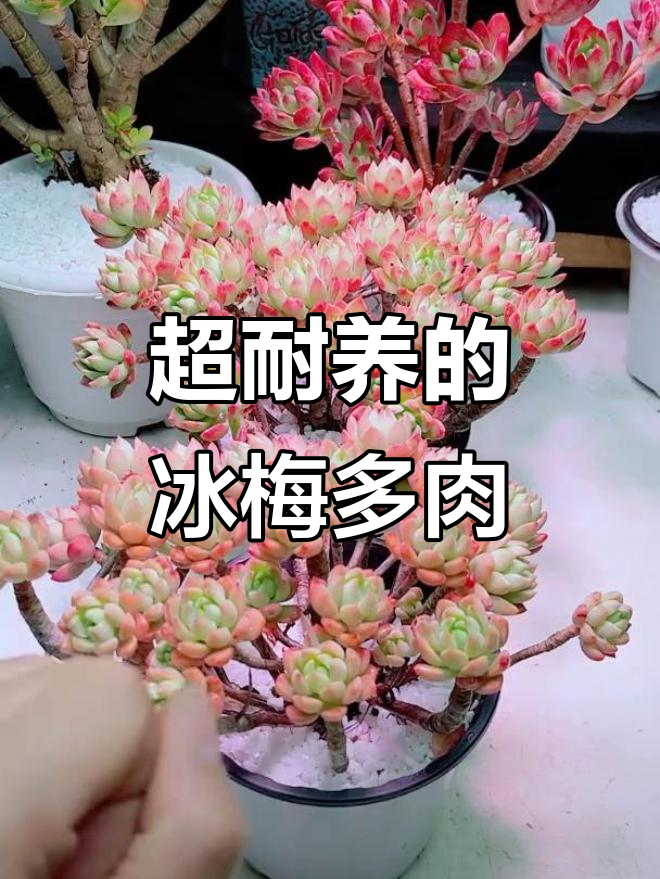 超大冰梅多肉,四年老桩超耐养