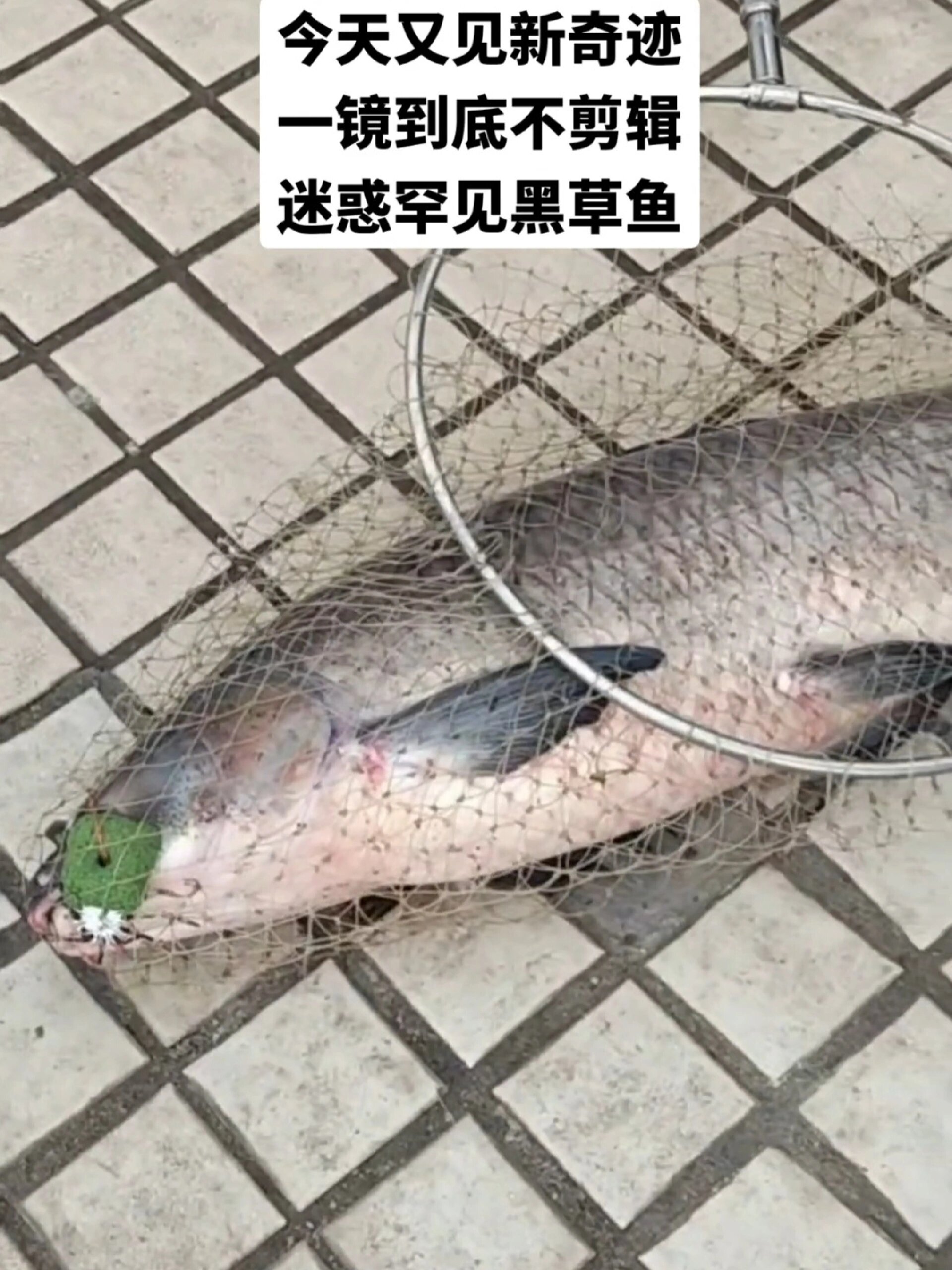 今天又见新奇迹 迷惑罕见黑草鱼