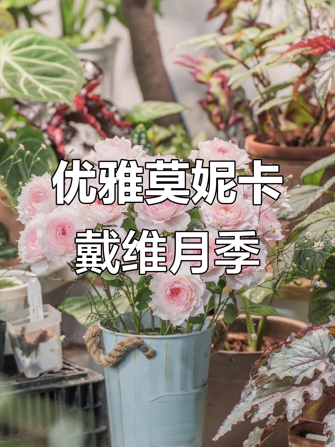 莫妮卡戴维月季:粉色美人尖,抗性强又丰花