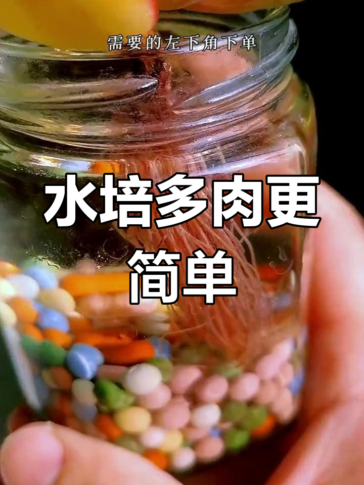 扔掉土,用水培多肉更轻松!营养液让它们长得更快