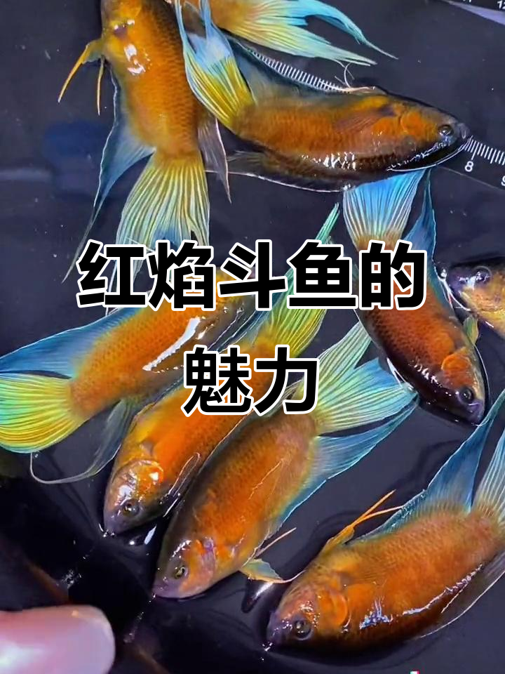 澳洲红火焰斗鱼，色彩夺目，互动性强，适合新手饲养