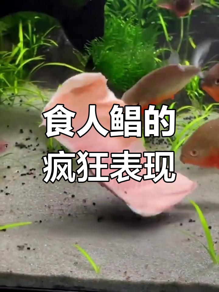 食人鲳:淡水中的“霸王”,凶猛程度超乎想象