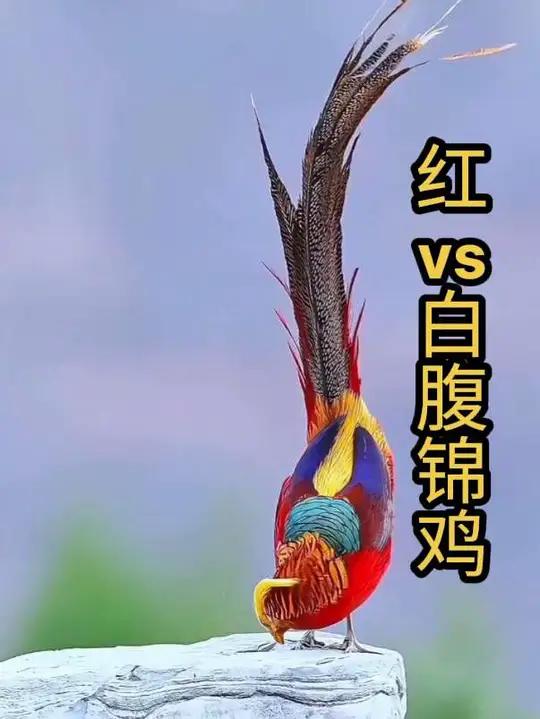锦鸡集合！摄影师蹲守22天终于拍到了‘白腹锦鸡vs红腹锦鸡’，白如冰雪美人，红如山间烈焰，