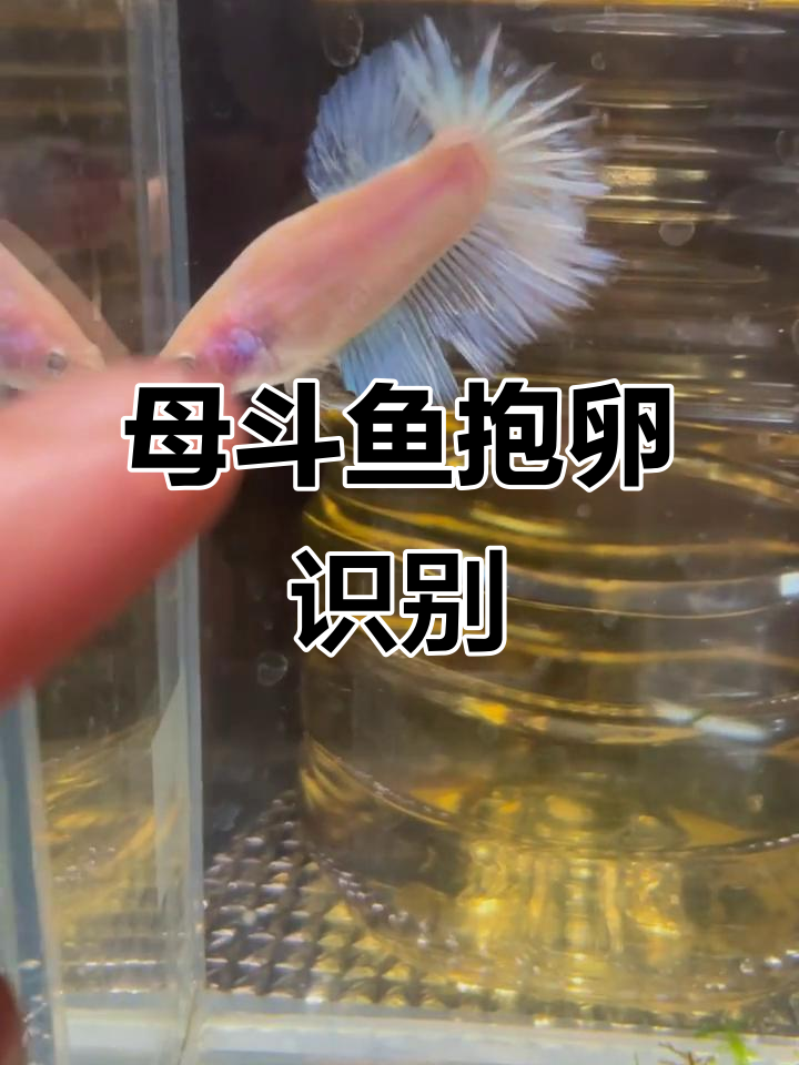 如何判断母斗鱼是否抱卵成功?从鳍到肚子的变化全解析