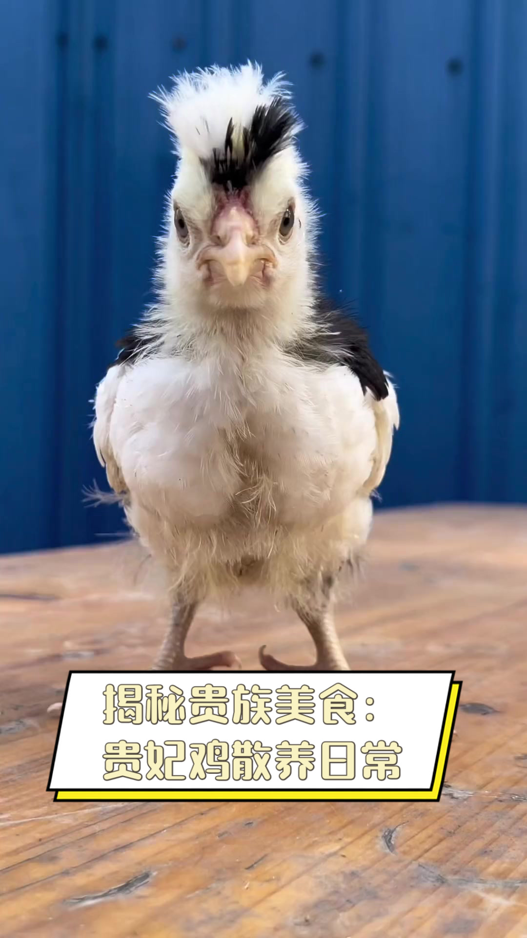 揭秘贵族美食:贵妃鸡散养日常