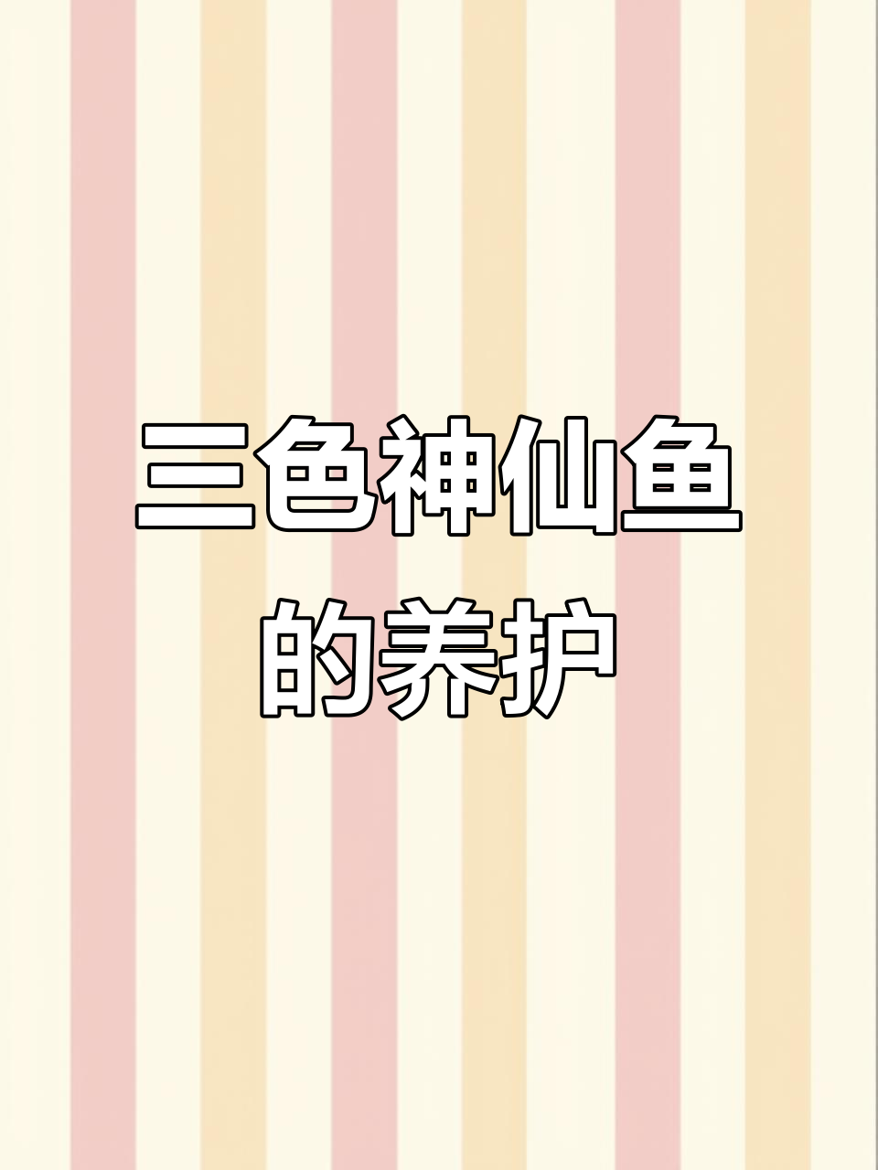 三色神仙鱼，美丽又易养，视频结尾附详细养护指南