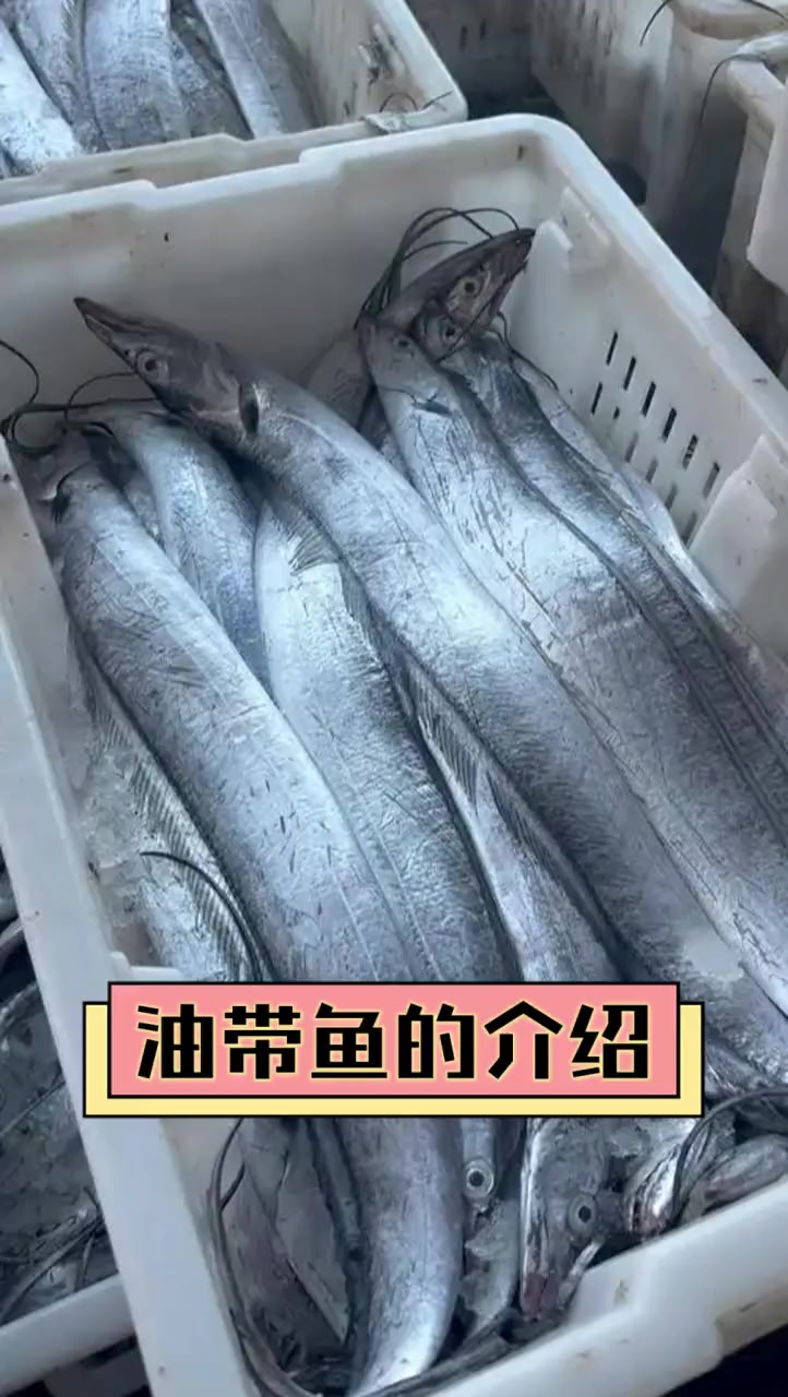油带鱼的介绍