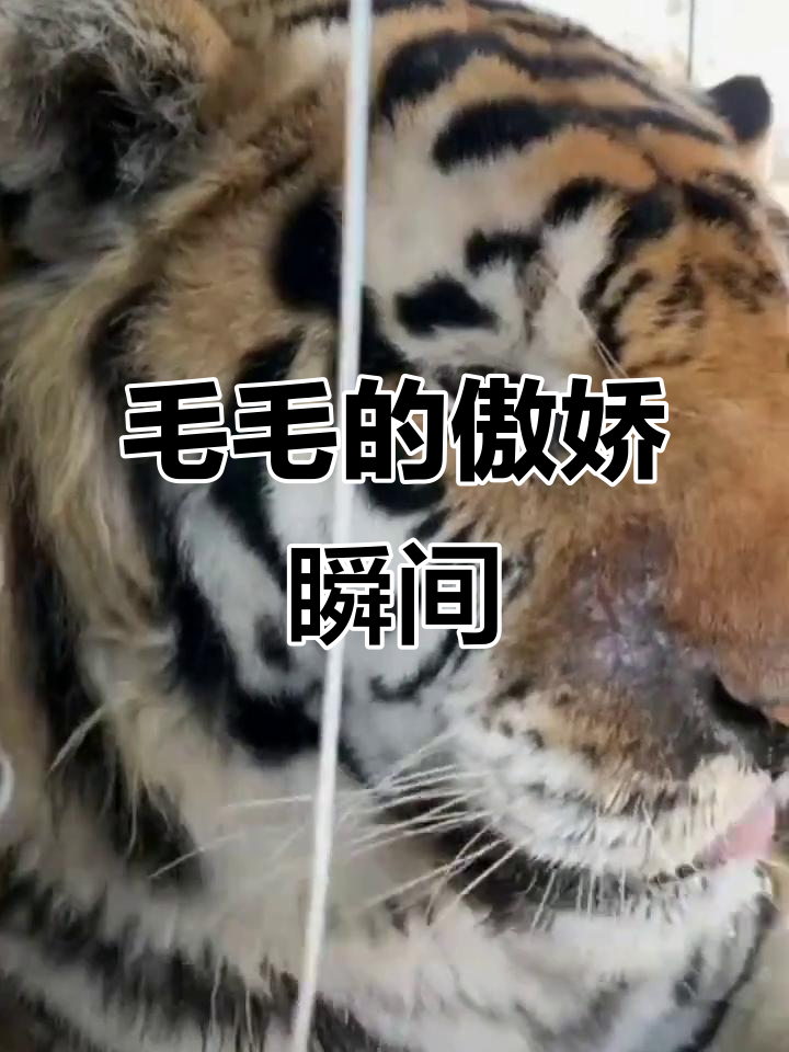 毛毛看到白条鸡,傲娇又骂人,结果还丢了东西!