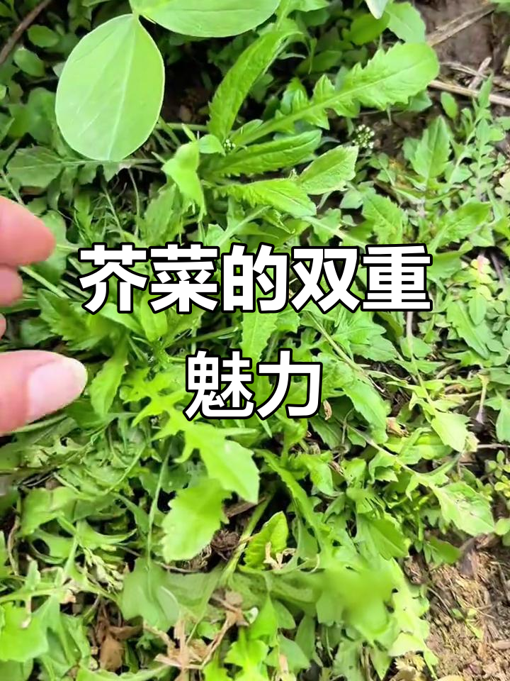 两种芥菜各有风味,趴着的长香味浓,竖着的长更嫩滑