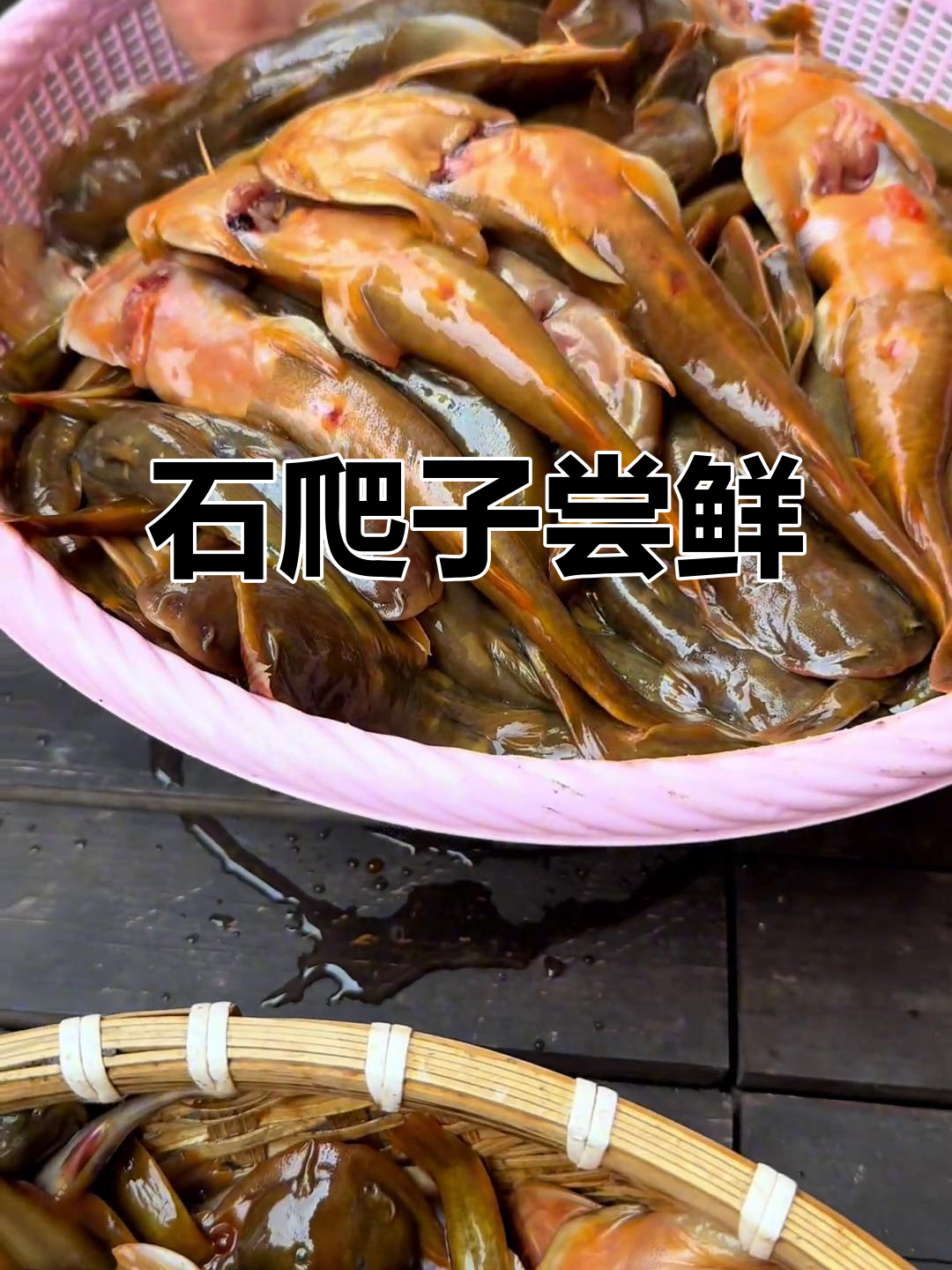 野生鱼大揭秘,石爬子超美味!