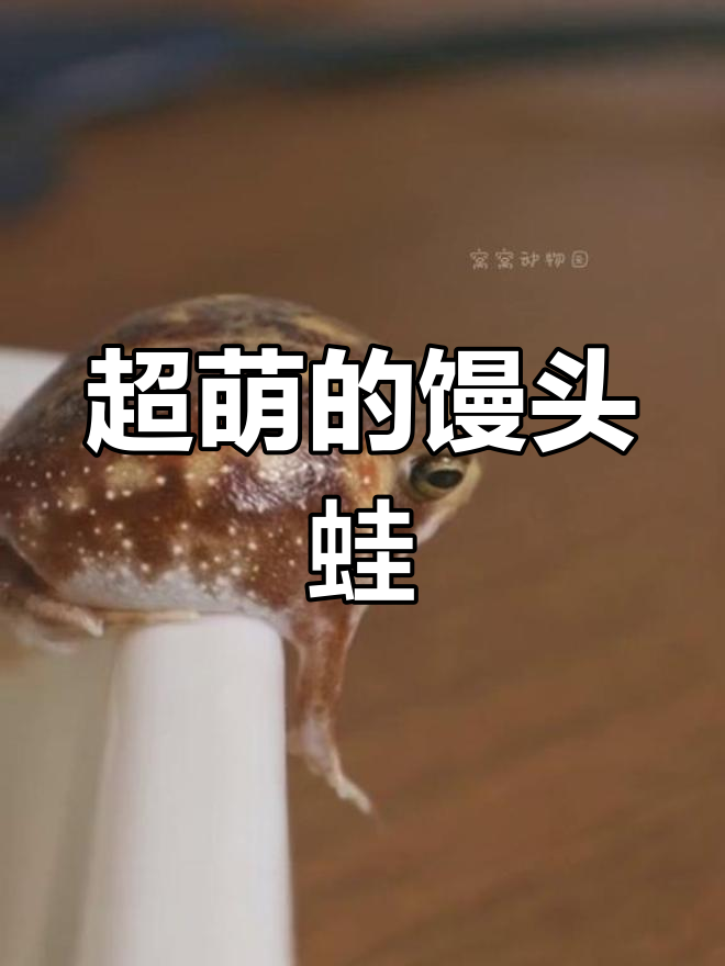 沙漠中的可爱馒头蛙