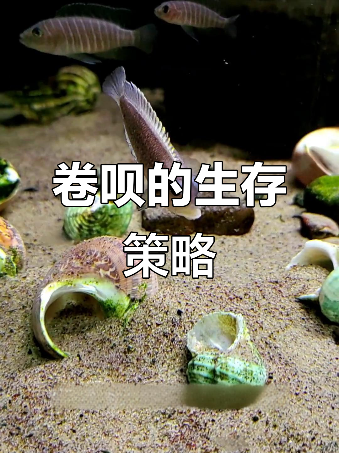 小鱼也能有坏心眼,卷贝如何用螺壳保护自己
