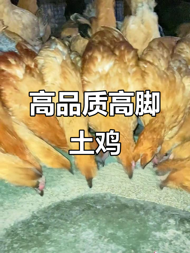 泸州高脚土鸡:正宗散养高品质,自繁自养的优质选择