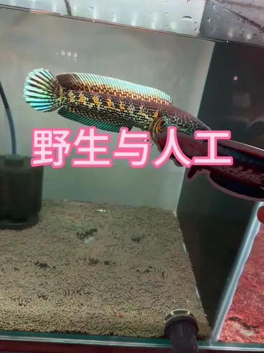 野生与人工 野生黄金眼镜蛇雷龙和人工鱼的区别