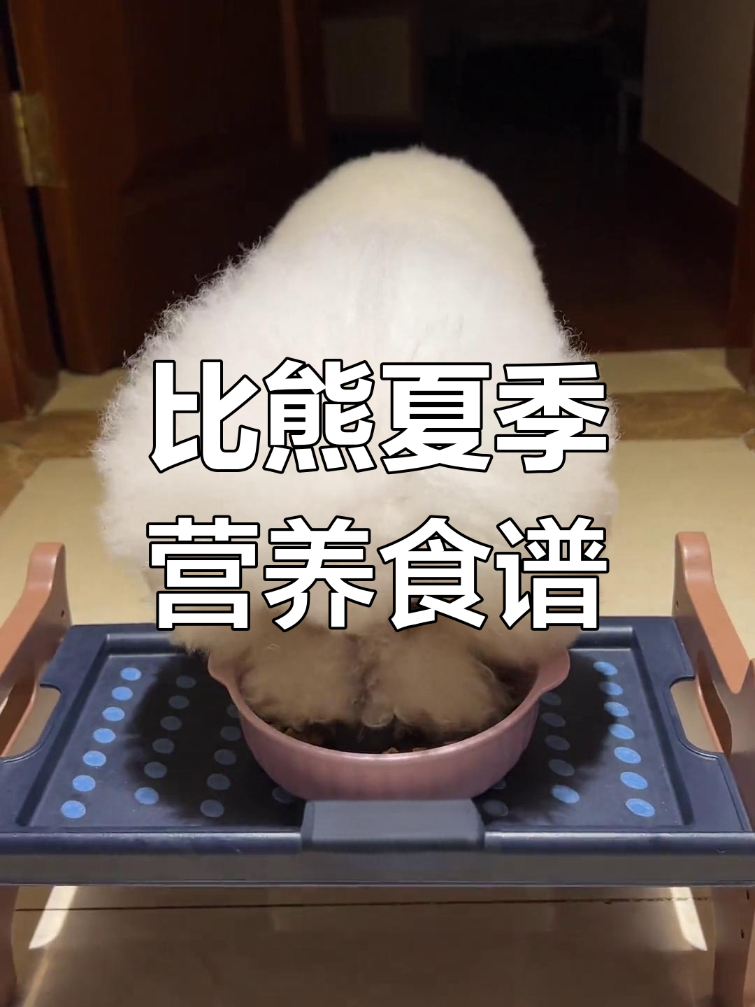 九岁比熊的夏日营养餐，狗粮、蔬菜、蛋黄全都有