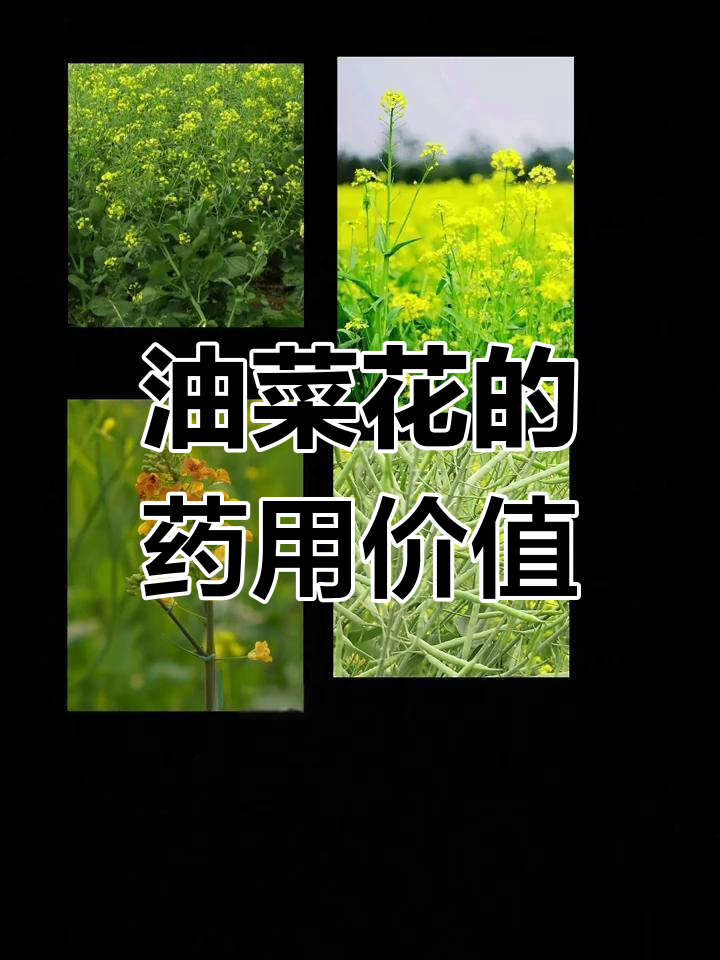 油菜花全身是宝,根叶种子皆可入药,助消化、降血脂