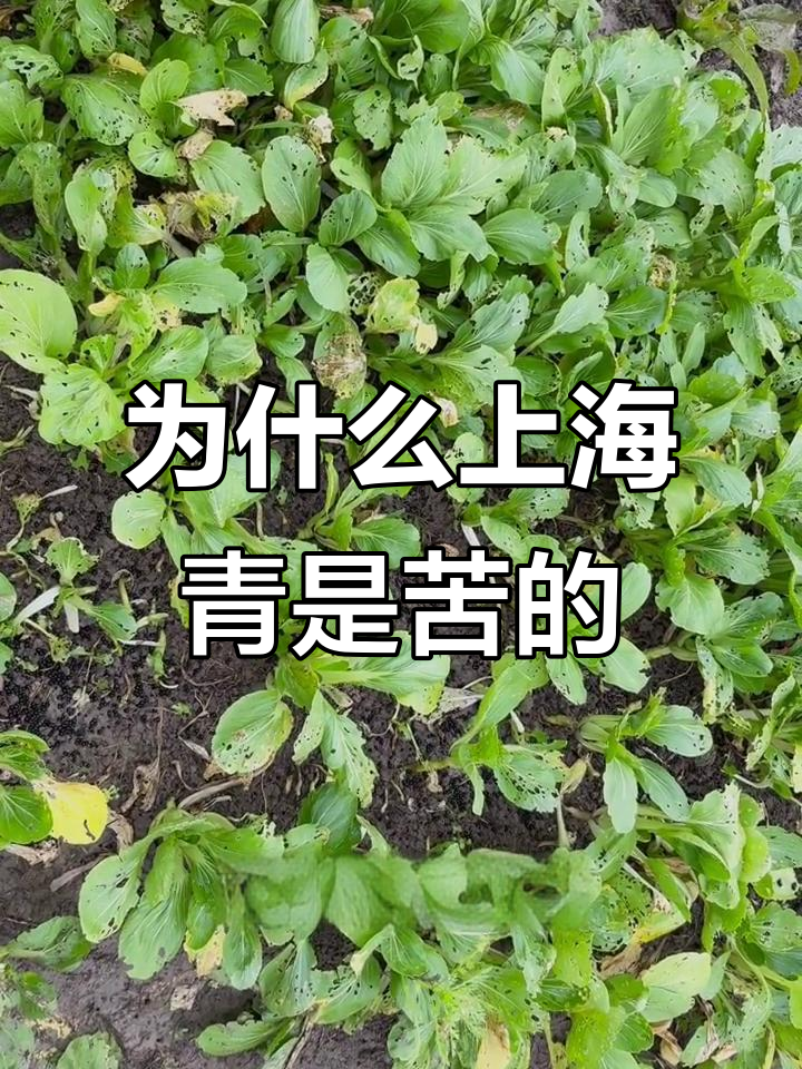上海青青菜为何有苦味？揭秘原因与口感变化