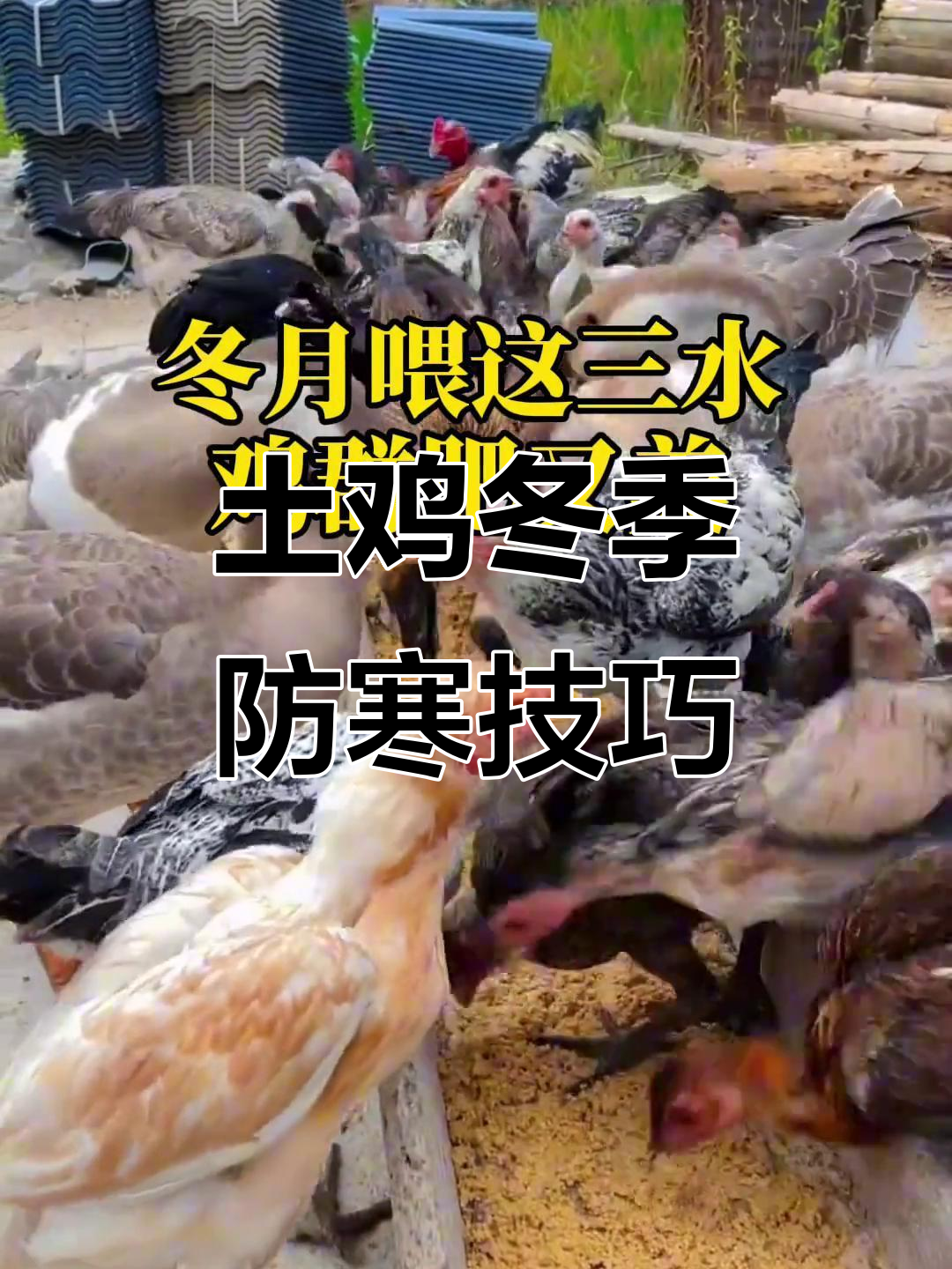 冬季散养鸡群如何过冬？几块钱搞定抵抗力提升