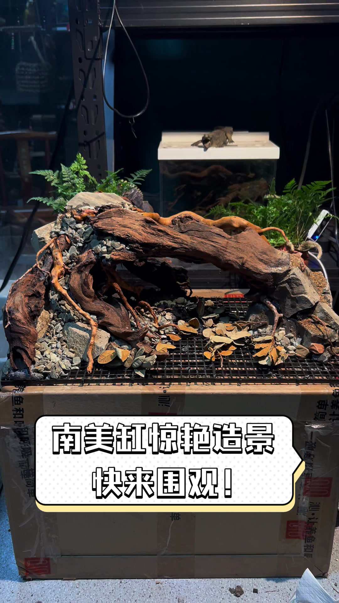 南美缸惊艳造景，快来围观！