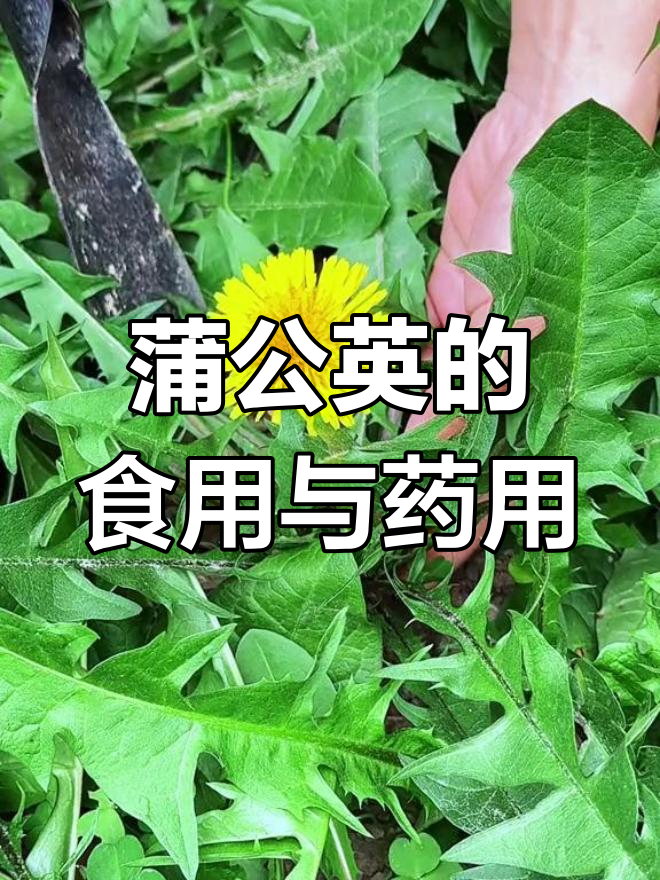 蒲公英:农村常见野菜,药用价值高