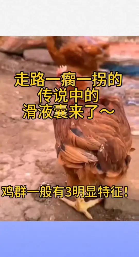 鸡走路一瘸一拐,典型的滑液囊,一般有以下3个特征 李莉讲养殖 李莉分享养殖 李莉聊养殖 滑