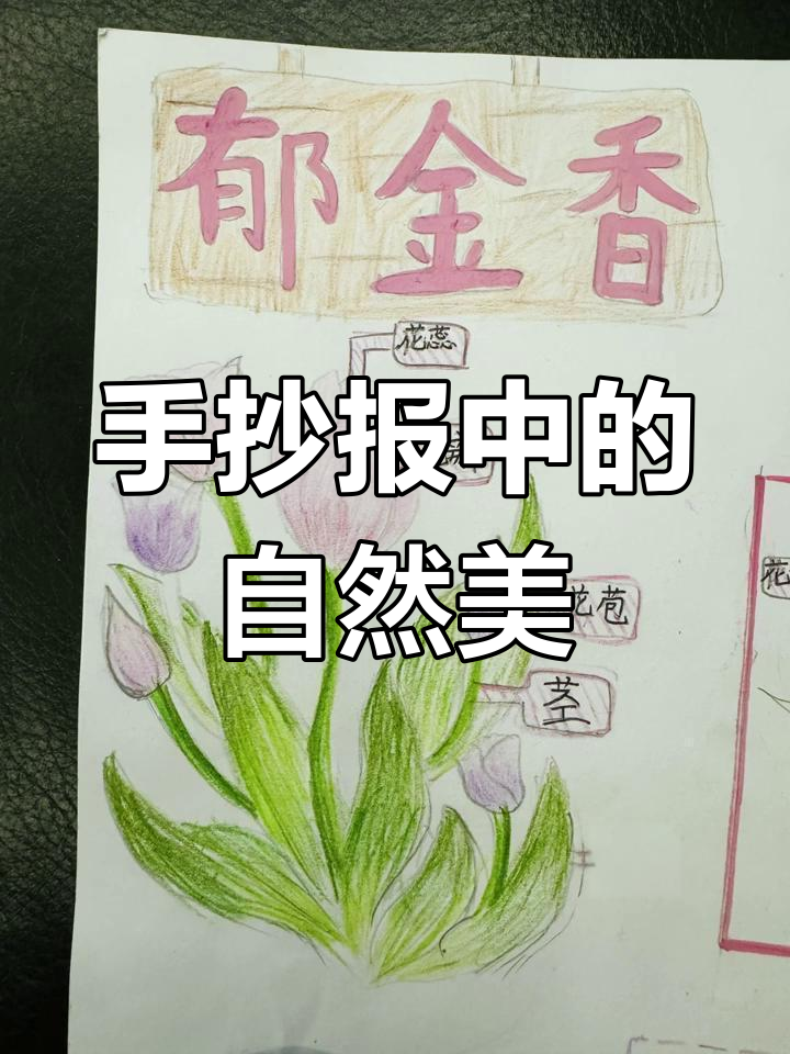 郁金香手抄报,精致细节展现自然之美!