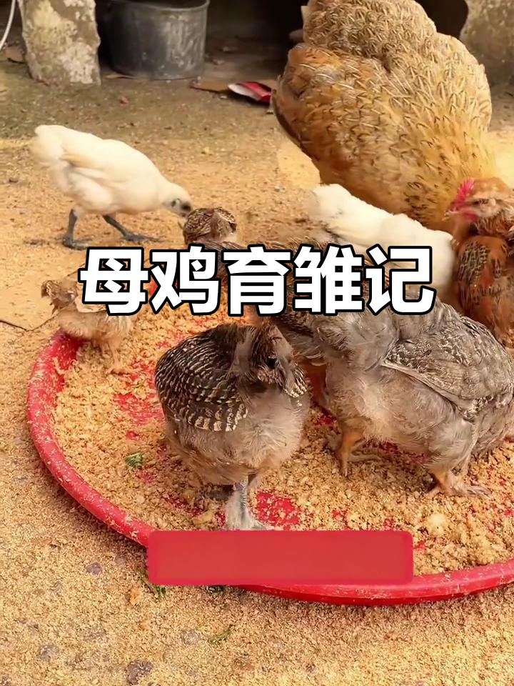 母鸡带娃觅食,小鸡健康成长