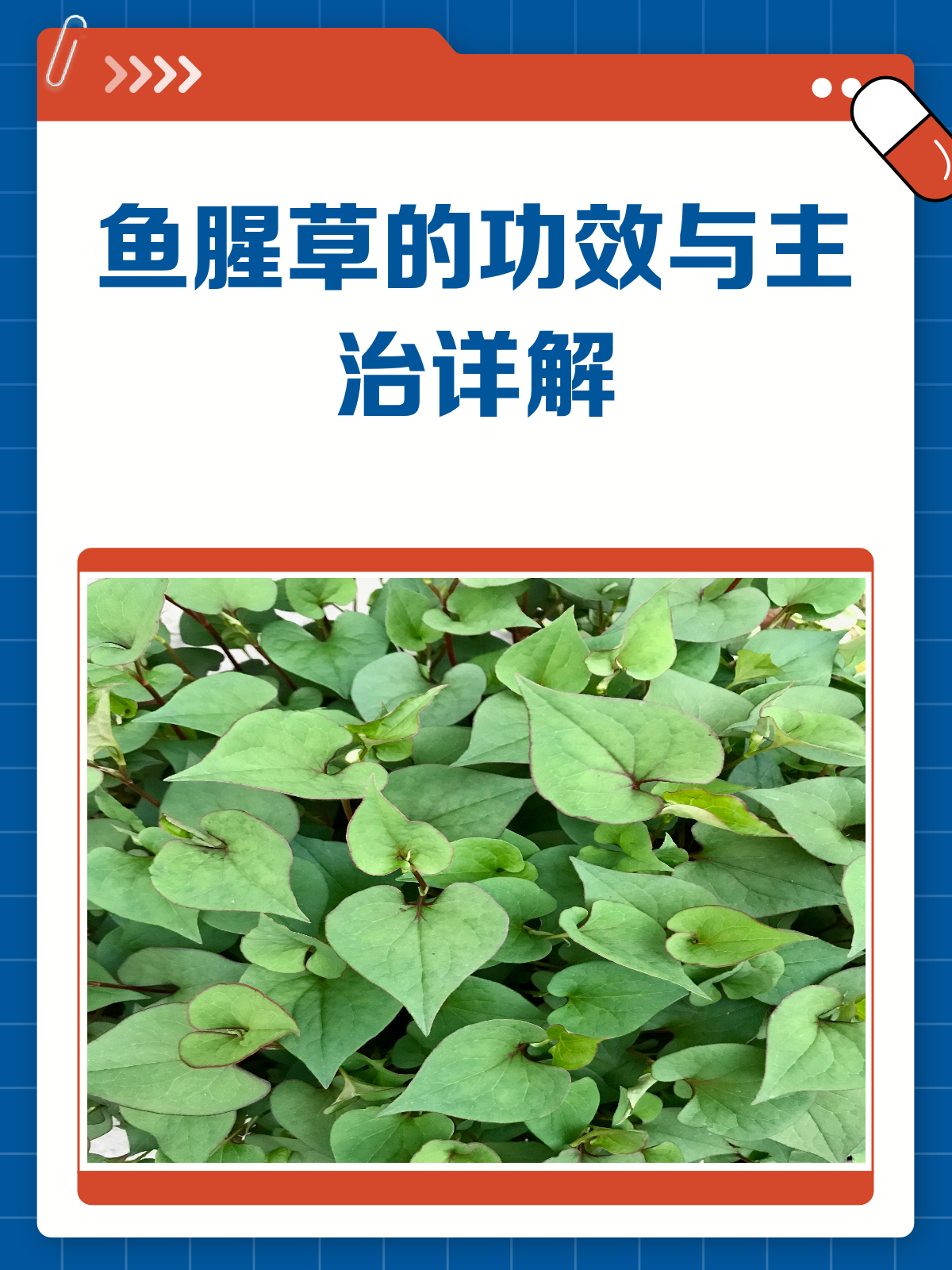 鱼腥草:清热利尿还排脓,功效多多知多少?