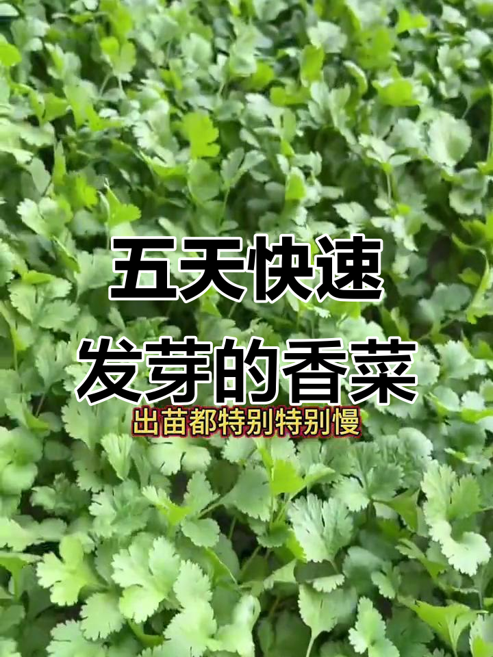 香菜种植小妙招,五天出齐苗