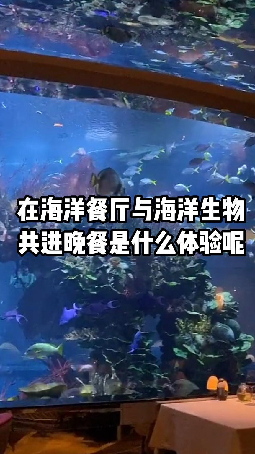 在海洋餐厅与海洋生物共进晚餐,是一种什么样的体验?