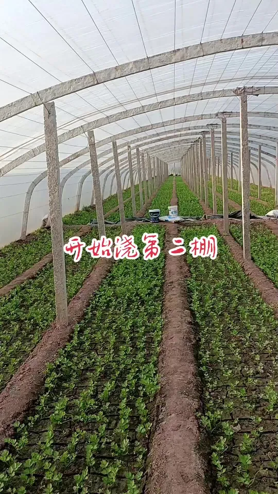 观看种地吧感受生命力量,大棚蔬菜种植视频来袭!