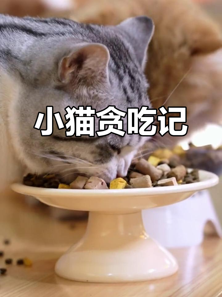 鸡肉、鸡肝与蛋黄,小猫咪吃得停不下来,圆滚滚的可爱模样